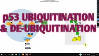 p53 ubiquitination and deubiquitination II MDM2mediated p53 ubiquitination II xgene and proteinx [upl. by Oca]