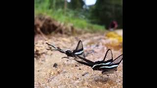 The Green Dragontail Butterfly Lamproptera Meges [upl. by Nurav]