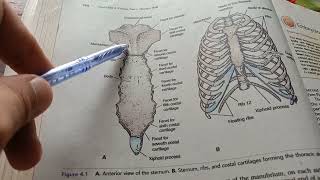 Anatomy Thorax Part1 Lecture1 [upl. by Perpetua]