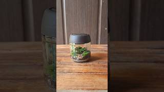 Closed Terrarium miniterrarium dehradun terrariumdiy tinygarden diy nature [upl. by Alard]