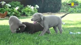 Frisky Labrador Retriever Puppies [upl. by Llessur]