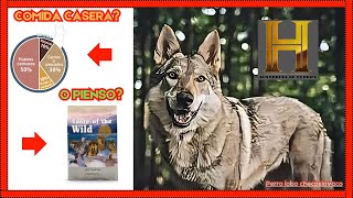 🔴¿Qué le puedo dar de COMER a un PERRO LOBO CHECOSLOVACO🐺 DOCUMENTALES DE PERROS🐾 [upl. by Nets]