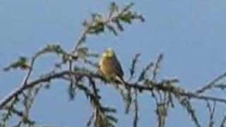 Yellowhammer song [upl. by Ahseiuqal566]