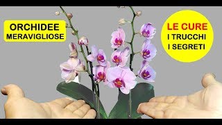 ORCHIDEE COME CURARLE annaffiarle concimarle potarle e lesposizione [upl. by Novit]