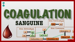 Coagulation Sanguine ou Hémostase et sa Cascade  voie intrinsèque extrinsèque commune [upl. by Amund955]