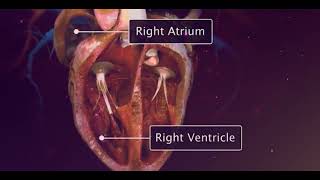 How Heart Valve Replacement Surgery Is Performed [upl. by Ynoffit]