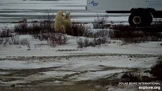 Polar Bear Churchill Winnipeg Manitoba Canada exploreorg 20241114 [upl. by Ephram]