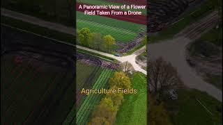 Agriculture Fields  A Panoramic View of a Flower Field Taken From Drone  shorts  agriculture [upl. by Abehsat]