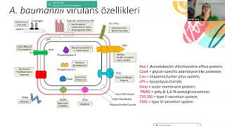 KLİMUD ADSİde Ayın Konuğu Acinetobacter baumanii ve Stenotrophomonas maltophilia [upl. by Enoob463]