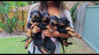 Doberman Puppies Birth to 8 weeks old [upl. by Dalohcin]