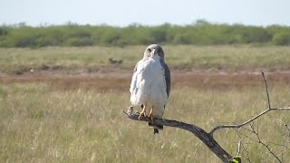 Whitetailed Hawk [upl. by Val]