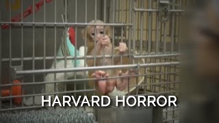 Baby Monkeys at Harvard Are Separated From Their Mothers Caged Alone and Often Blinded [upl. by Ibrek374]