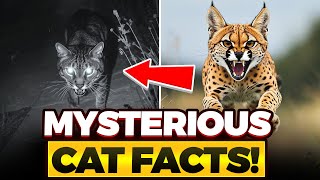 Serval Secrets Facts You Never Knew About Africas Mysterious Cat [upl. by Faustina]