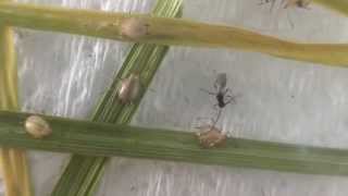 Parasitoid Aphidius ervi emerging from a Grain aphid mummy [upl. by Rusel]