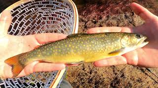 Fly Fishing Trout Catch amp Cook  Kennectcook River Nova Scotia [upl. by Aicyle]