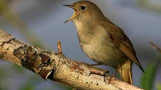 NIGHTINGALE SONG 4 hours REALTIME Beautiful Nightingale Singing BirdsongNature soundspart1 [upl. by Annavoeg]