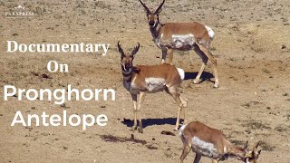 Pronghorn Antelope  Wildlife documentary  North American Animals Migration  entertainment video [upl. by Gauldin382]