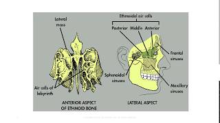 Anatomy of the Paranasal Sinuses [upl. by Suitangi]