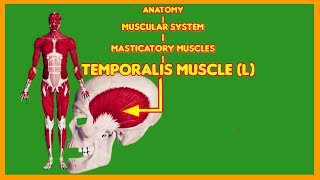 Why Your Temporalis Muscle is MORE IMPORTANT than Your Biceps massetermuscleanatomymasticatory [upl. by Deborah]