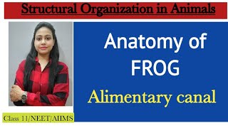 Ch7 Structural organization in animals  Anatomy of FROG Alimentary canal Class 11 BiologyNEET [upl. by Cleodell943]