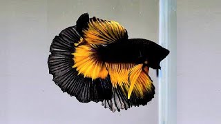 10 Most Beautiful Betta Fish in the World [upl. by Ma]