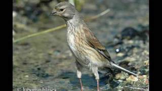 Carduelis Cannabina pietrusel [upl. by Idas]