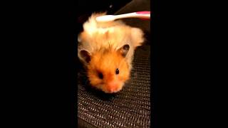 Golden Long Haired Hamster Grooming 長毛 ゴールデンハムスター グルーミング [upl. by Mera141]