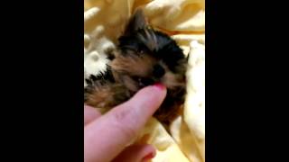 Priceless Yorkie Puppy Worlds Cutest Smallest Teacup Yorkies Puppies [upl. by Jennie]