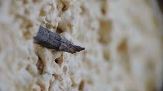 Jumping Spider Penthimia Leafhopper Ephestia Moth and a Mayfly [upl. by Ahseined]