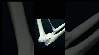 Tendons and ligaments3danimation shorts ytshorts viral [upl. by Calandria]