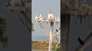 Kolleru lake  Andhrapradesh torism birds naturelovers [upl. by Oicnerolf]