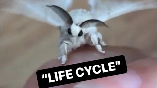 Life Cycle of Domestic Silk Moths Bombyx mori [upl. by Eciryt]