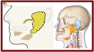 Parotid Gland Anatomy simplified  Surfaces Blood amp Nerve supply NinjaNerdOfficial osmosis [upl. by Yeltnerb]