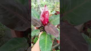 UPDATE PHILODENDRON RED CARDINALBASE CUT PROPAGATION [upl. by Adiesirb882]