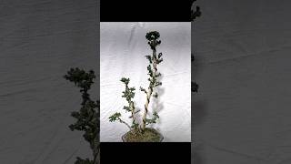 석화회분재 수형만들기sekka hinoki bonsai [upl. by Klute]