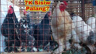 Bakit Mahal at mas Maganda Alagaan ang Brahma Chicken Laki ng Kita [upl. by Nor]