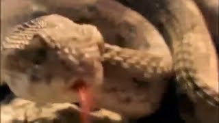 Snakes Born Live Birth NOT all snakes come from EGGS شاهد كيف تلد الأفعى [upl. by Bunnie]