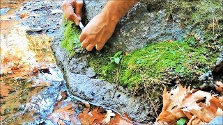 Collecting Bonsai Material From The Wild The Moss Bryophyta [upl. by Junia246]