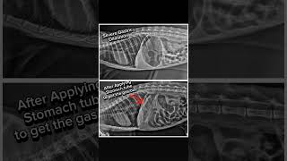 Gastric Dilatation  من مشاكل الأمعاء في القطط [upl. by Danit]