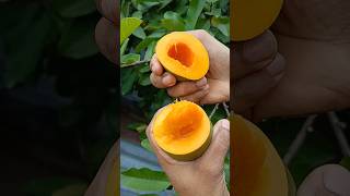 Tasty Mango Cutting In My Village 🥭😋shorts food mango [upl. by Aharon]