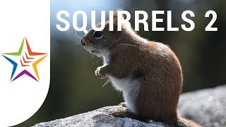 SQUIRREL SOUNDS and NOISE for kids and babies  Part 2 [upl. by Birkett99]