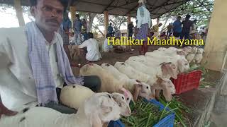 30 ಬಂಡೂರು ಕ್ರಾಸ್ ಕುರಿ ಮರಿಗಳು  bandur bandursheep bannursheep sheepfarming sheepmarket mandya [upl. by Binni165]