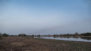 Millions of Redbilled Queleas in the last evening light Zakouma  Chad [upl. by Llerroj734]