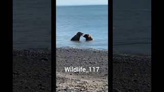 North American brown bear fight 🐻 [upl. by Arihsak]