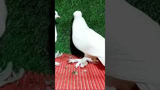 Loton pigeon video pigeon 🔥♥️♥️ shorts youtubeshorts [upl. by Cissiee]