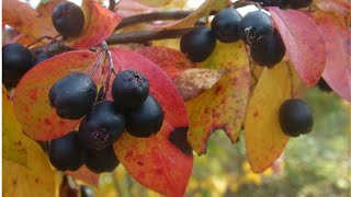 The 3 seasons of Cotoneaster [upl. by Nauqal]