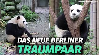 Diese beiden PandaBären ziehen in den Zoo Berlin [upl. by Dnalyram]