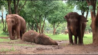 Afternoon Nap Time for KhamLa  ElephantNews [upl. by Niabi]