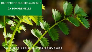 Pimprenelle comestible recette de plante sauvage [upl. by Sidoeht379]