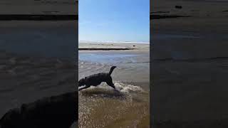 Happy Ash 🐶 at the Beach 🌊 [upl. by Arrat]